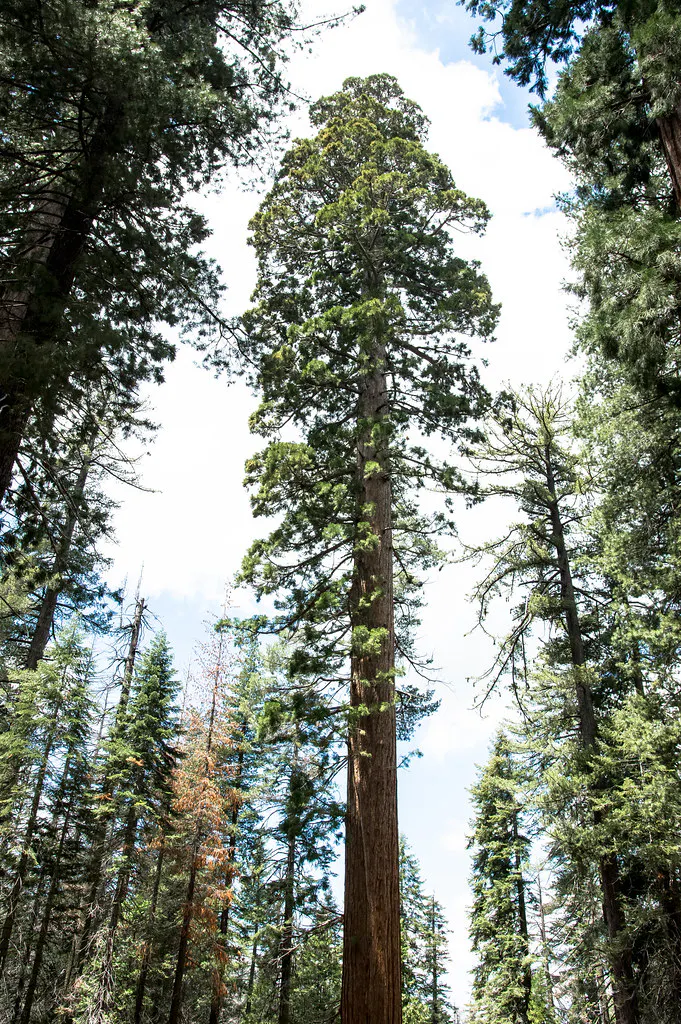 Sierra Nevada Forests One Earth
